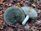 Kékhátú galambgomba (Russula cyanoxantha), Őrség
